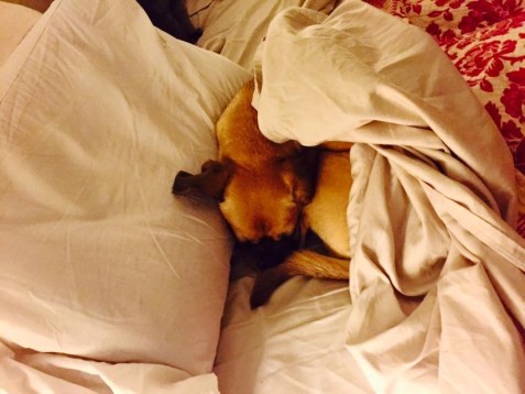 11885164_10153621485903447_2620458143822838397_n